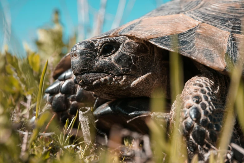 a close up of a tortoise in the grass, by Adam Marczyński, fan favorite, new mexico, high polygon, quixel megascans