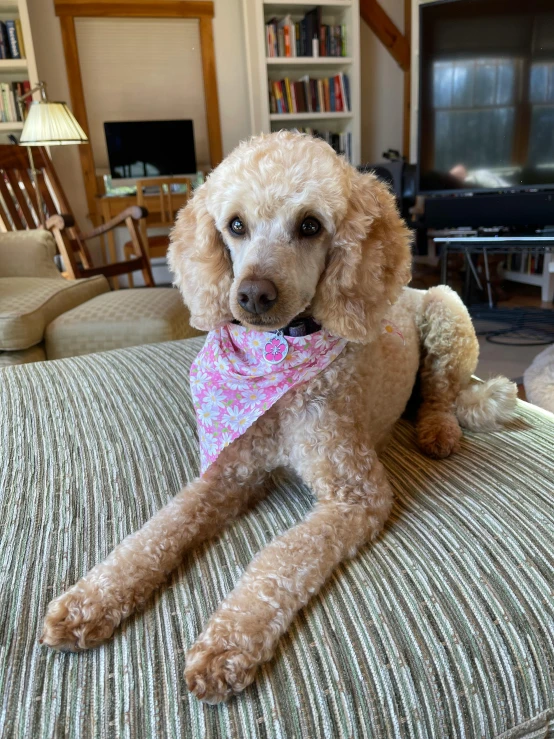 a poodle sitting on a cushion in a living room, by Gwen Barnard, bandanas, neck zoomed in, square, low quality photo