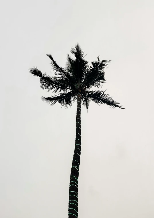 a black and white photo of a palm tree, an album cover, by Pablo Rey, unsplash, postminimalism, acrylic on canvas, 'untitled 9 ', medium, carlos samuel araya