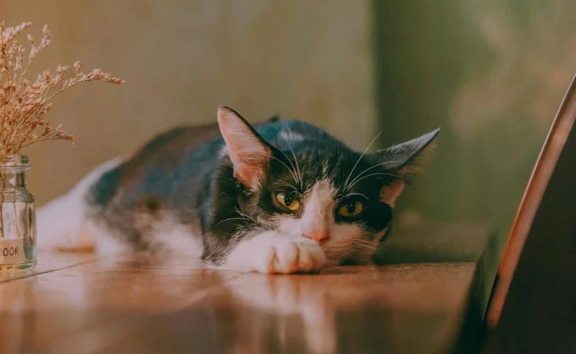 a black and white cat laying on a table next to a vase, pexels contest winner, crawling towards the camera, hunting, gif, a wooden
