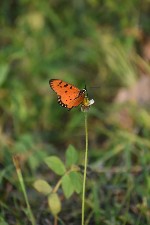 a butterfly that is sitting on a flower, orange grass, doing a sassy pose, sri lanka, digital photo