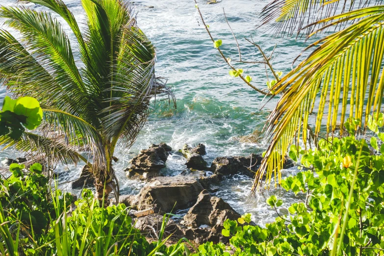 a couple of palm trees sitting on top of a lush green hillside, pexels contest winner, waves crashing at rocks, palm leaves on the beach, puerto rico, sparkling cove