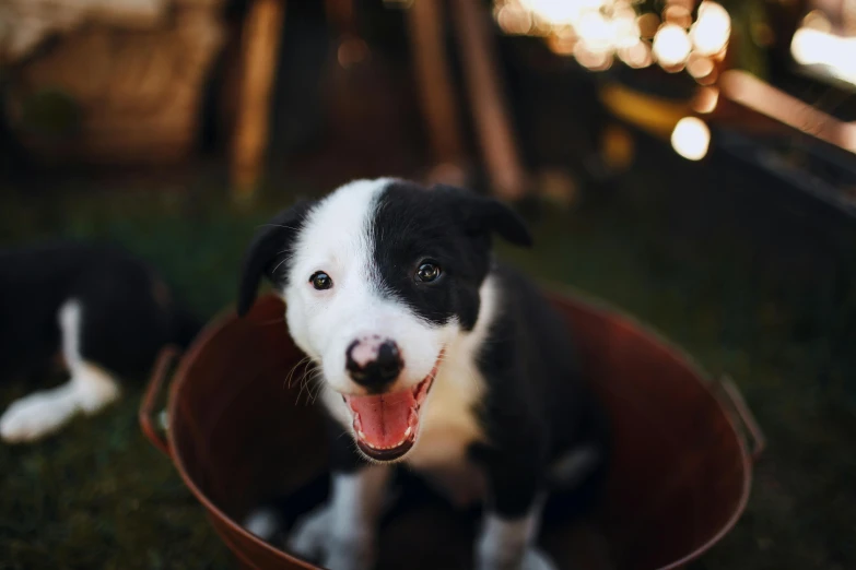 a black and white dog sitting in a bowl, pexels contest winner, smiling playfully, puppies, australian, warmly lit