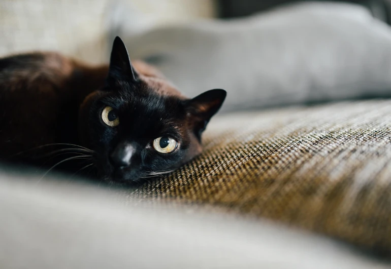 a black cat laying on top of a couch, by Julia Pishtar, unsplash contest winner, aesthetic siamese cat, middle close up shot, very surprised, armored cat