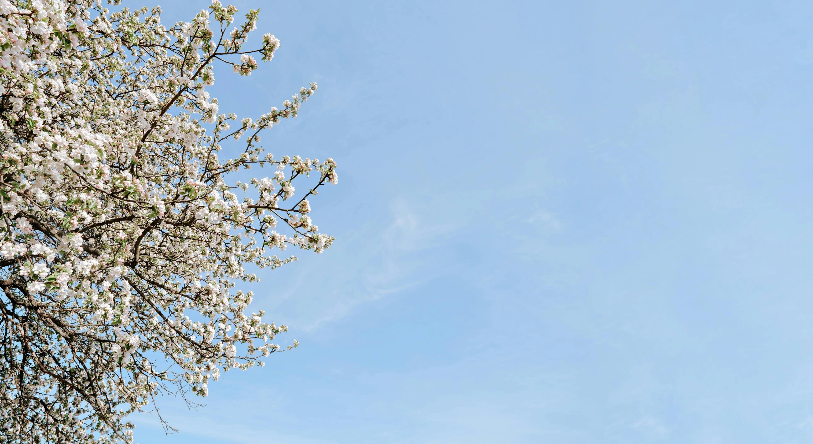 a red fire hydrant sitting on top of a lush green field, an album cover, by Carey Morris, pexels contest winner, cherry blossom tree, white and pale blue, view from below, thumbnail