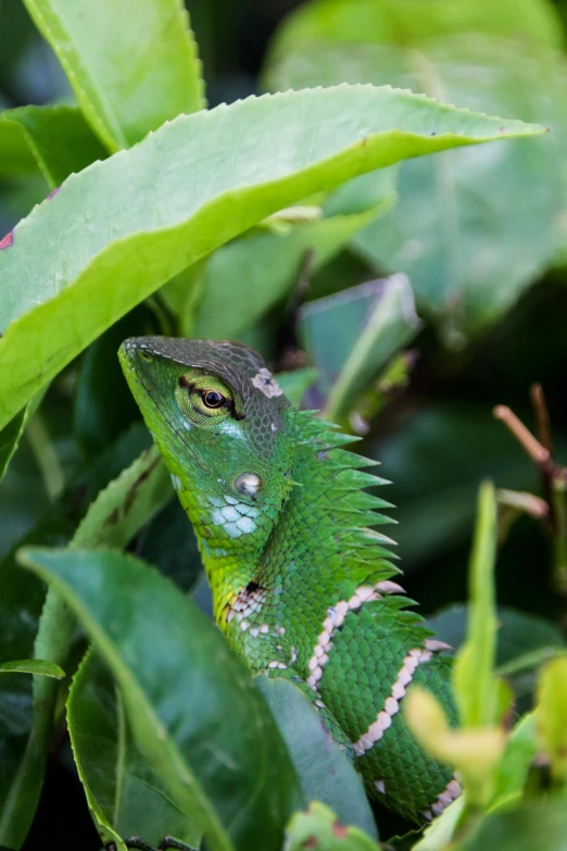 a green lizard sitting on top of a leaf covered tree, next to a plant, up-close, lush greenery, lurking