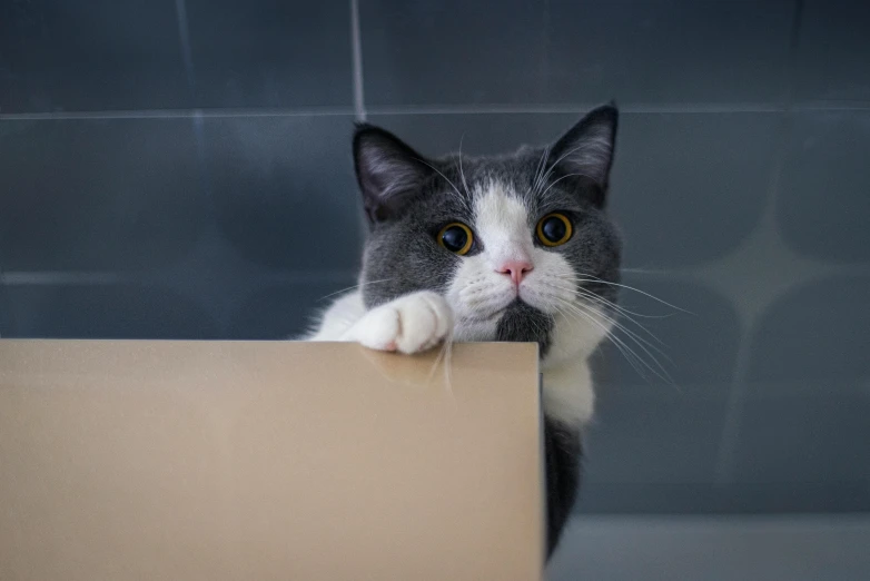 a cat sitting on top of a cardboard box, by Julia Pishtar, unsplash, square nose, looking surprised, hand, letterbox