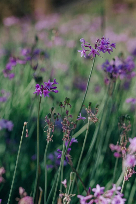 a bunch of purple flowers in a field, a digital rendering, unsplash, tall thin, sage, colour photograph, high resolution