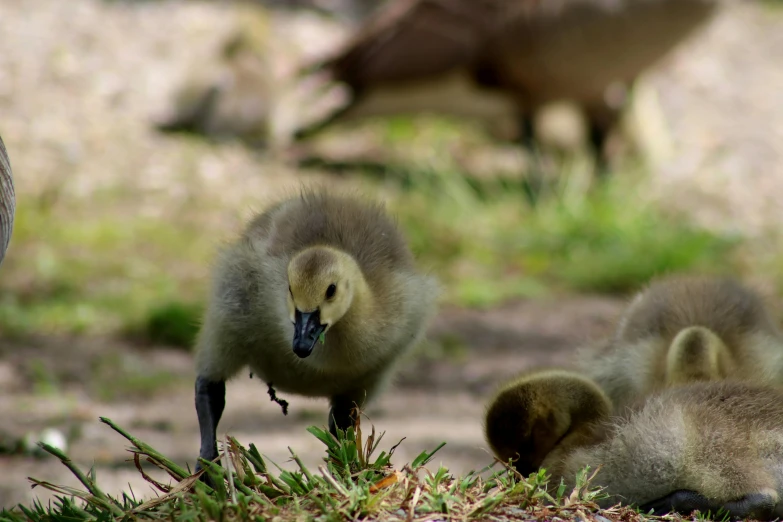 a group of ducks standing on top of a grass covered field, pexels contest winner, hurufiyya, around tree babies running, north island brown kiwi, ryan gosling fused with a goose, looking at the ground