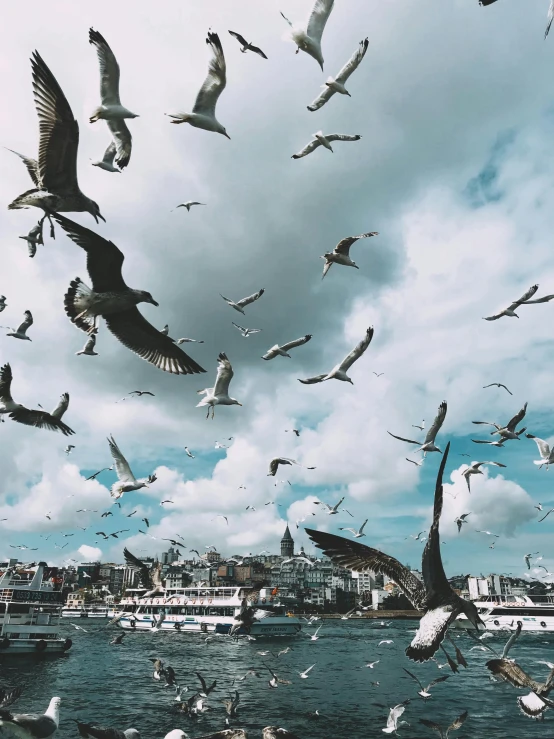 a flock of birds flying over a body of water, by irakli nadar, pexels contest winner, hurufiyya, istanbul, instagram story, harbor, 🚿🗝📝