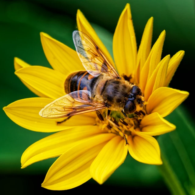 a bee sitting on top of a yellow flower, slide show, top - down photograph, 8 k 4 k, fan favorite