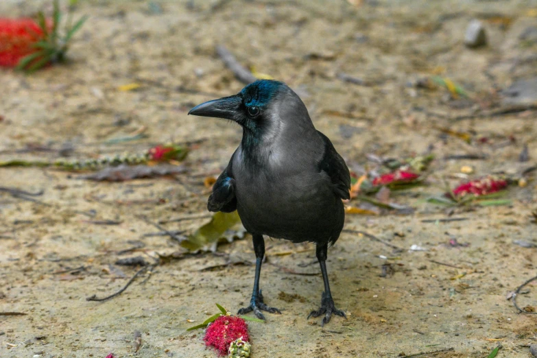 a black bird standing on top of a sandy ground, inspired by Gonzalo Endara Crow, pexels contest winner, renaissance, eating rotting fruit, gray, australian, male and female