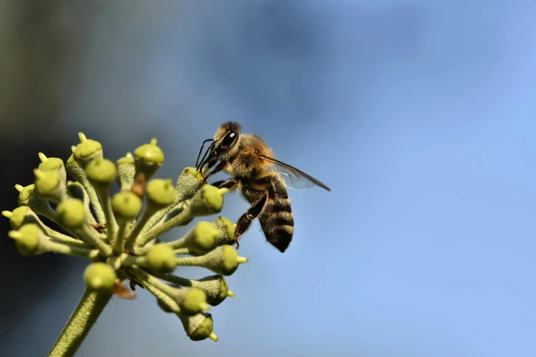 a close up of a bee on a flower, pexels, hurufiyya, “berries, low-angle, iu, a green