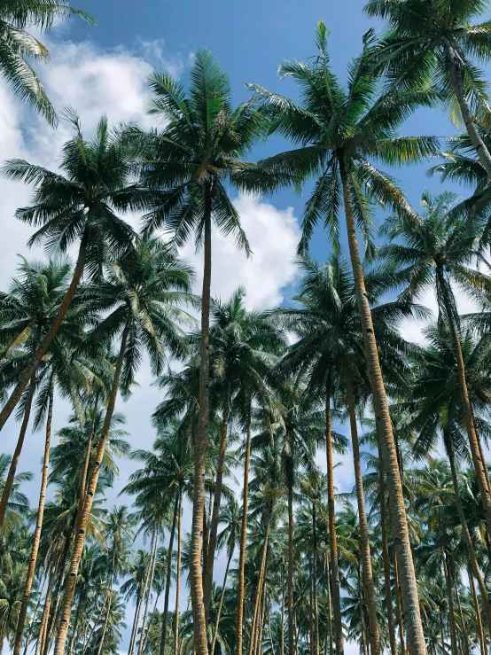 a group of palm trees standing next to each other, up-close, manila, multiple stories, instagram picture