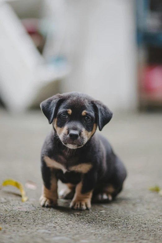 a small black and brown dog sitting on the ground, pexels contest winner, puppies, square, new zealand, gif