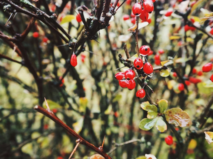 a bush filled with lots of red berries, inspired by Elsa Bleda, pexels, ✨🕌🌙, retro stylised, yellow and red, rose-brambles