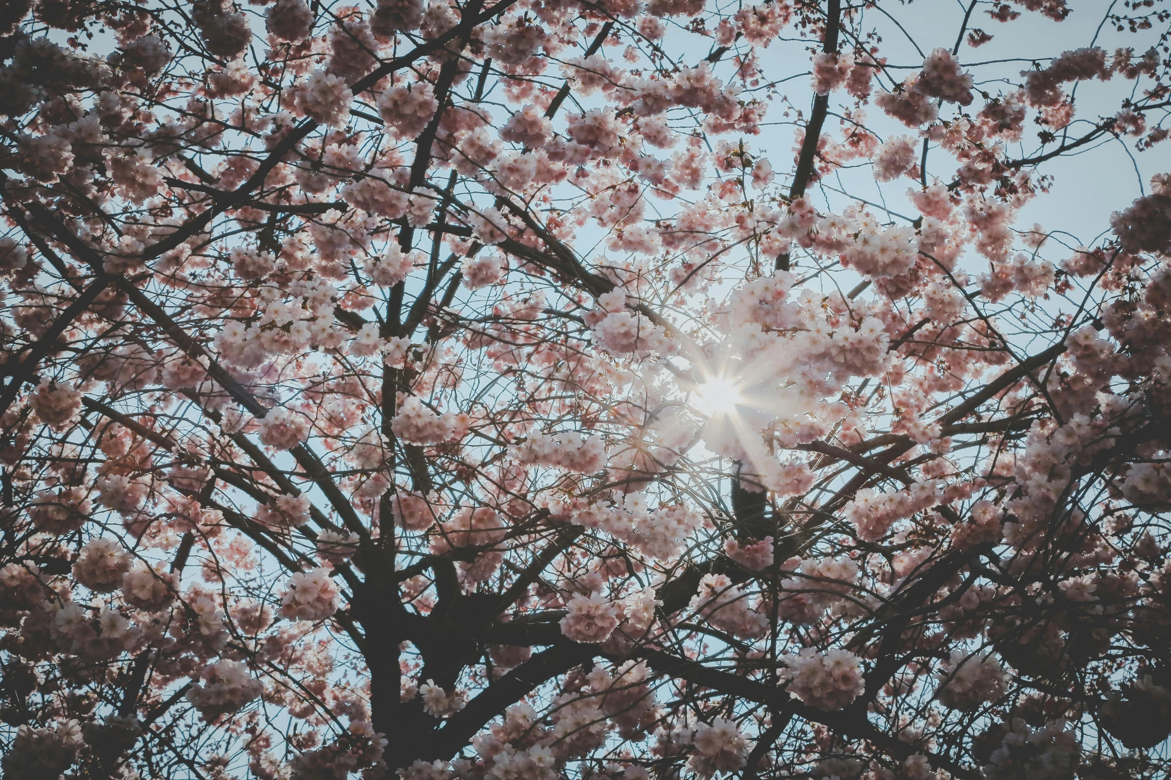 the sun shines through the branches of a cherry tree, by Niko Henrichon, unsplash, aestheticism, sakura bloomimg, 🌸 🌼 💮, view from the ground, 2 0 0 0's photo