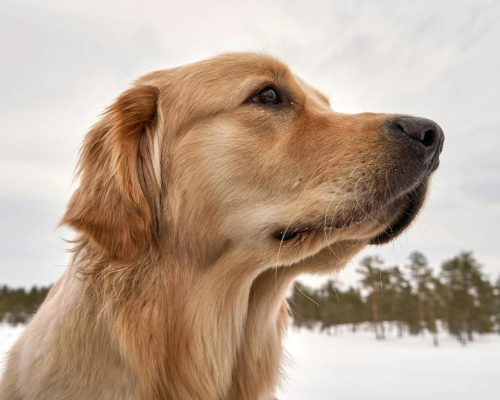 a close up of a dog in the snow, by Veikko Törmänen, pexels contest winner, golden retriever, profile close-up view, low angle facing sky, today\'s featured photograph 4k