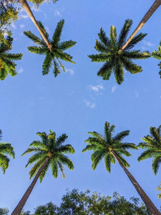 a group of palm trees with a blue sky in the background, top down, thumbnail, in the center of the image, multiple stories