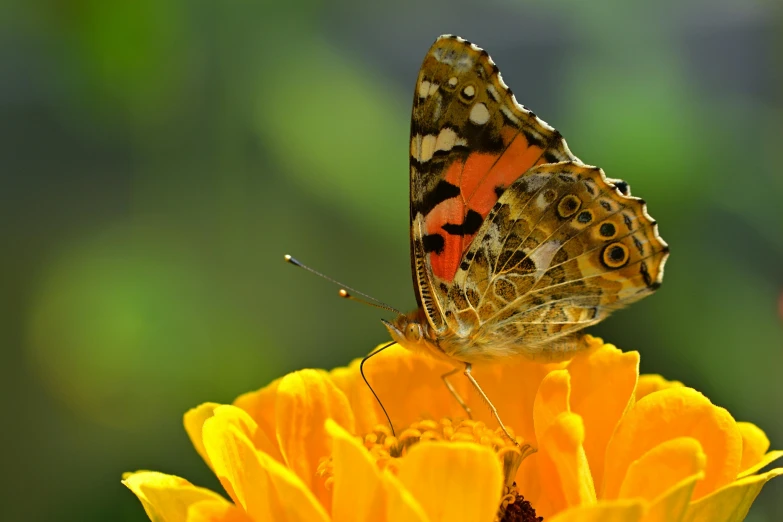 a butterfly sitting on top of a yellow flower, slide show, avatar image, getty images, fan favorite