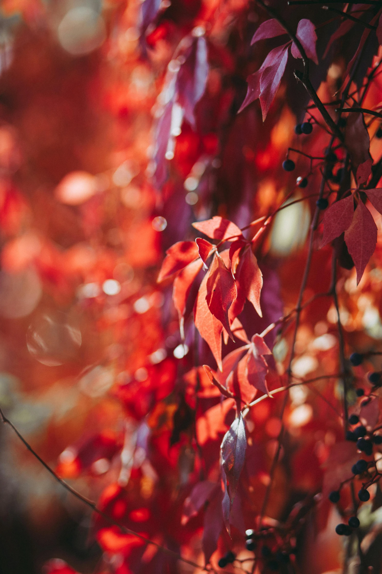 a bunch of red leaves hanging from a tree, by Lee Loughridge, trending on pexels, paul barson, colourful close up shot, colorful vines, 15081959 21121991 01012000 4k