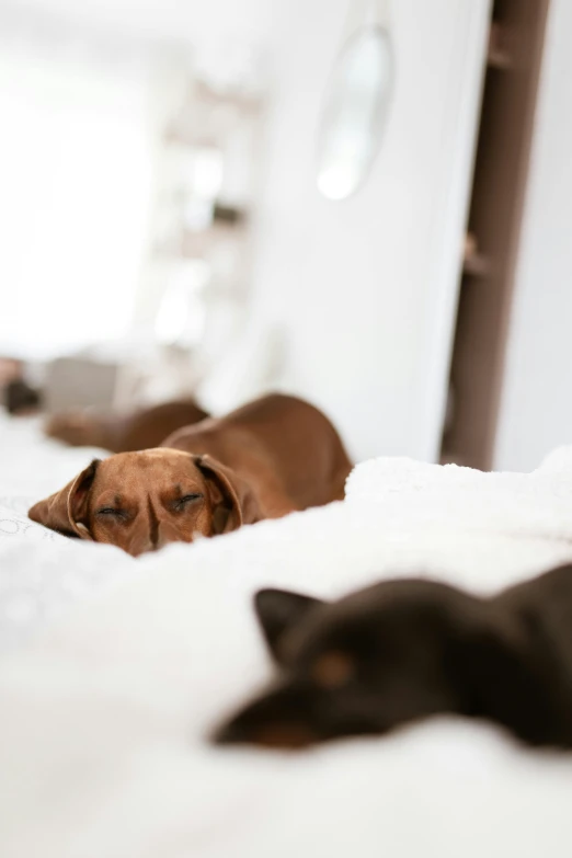 a dog laying on top of a bed next to a cat, by Julia Pishtar, trending on unsplash, dachshund, humans sleeping in healing pods, black and brown colors, angled shot