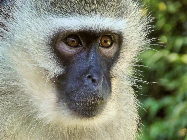 a close up of a monkey's face with trees in the background, by Peter Churcher, pexels contest winner, hurufiyya, pale bluish skin, high angle closeup portrait, african sybil, light grey-blue eyes