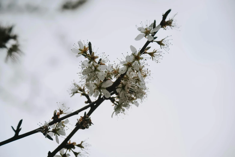 a branch of a tree with white flowers, pexels, instagram picture, slight overcast, 2000s photo, honey