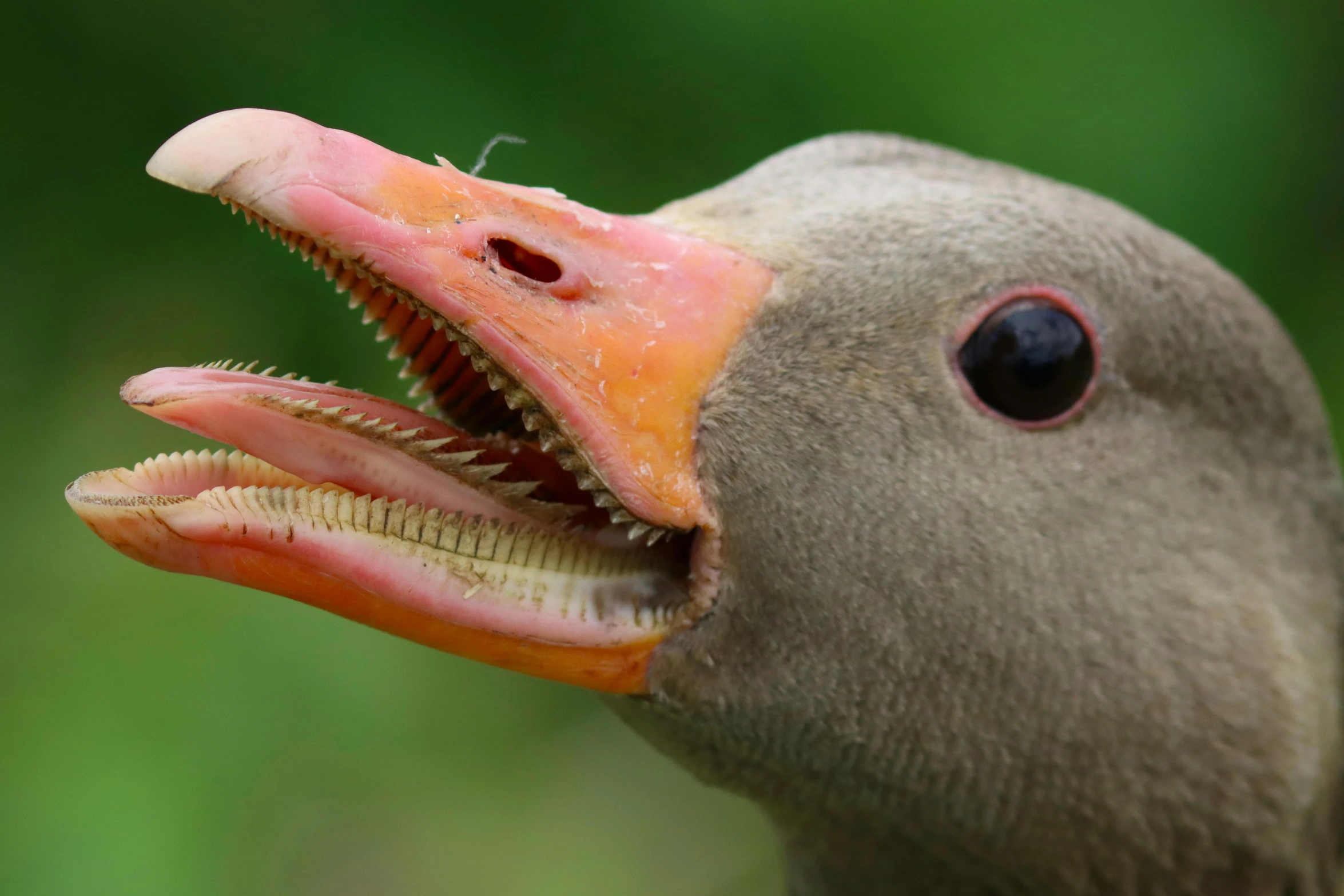 a close up of a duck with its mouth open, by Jan Tengnagel, hurufiyya, 6 toucan beaks, a cosmic canada goose, photographed for reuters, north island brown kiwi