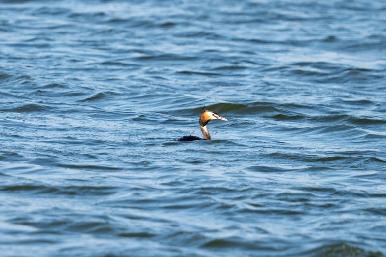 a bird floating on top of a body of water, swimming, long neck, thumbnail, telephoto