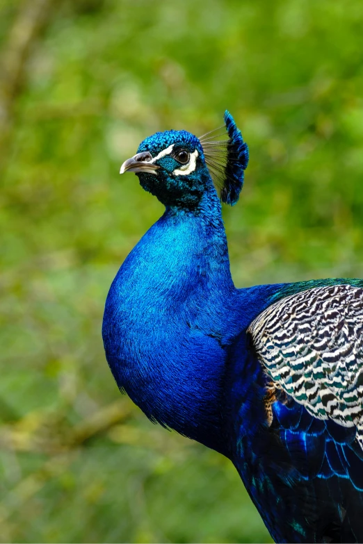 a peacock standing on top of a lush green field, picton blue, sapphire, in profile, up-close