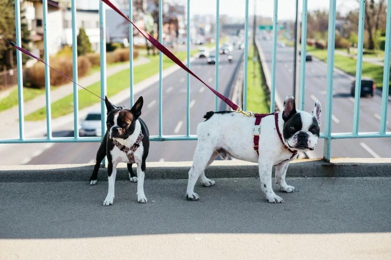 a couple of dogs that are on a leash, by Niko Henrichon, pexels contest winner, french bulldog, on a birdge, on sidewalk, thumbnail