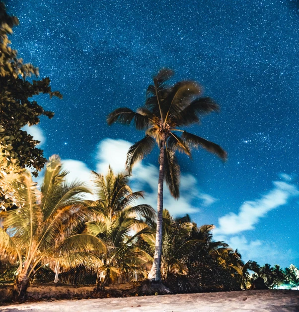 a palm tree sitting on top of a sandy beach, forest at night, underneath the stars, beachfront, tawa trees