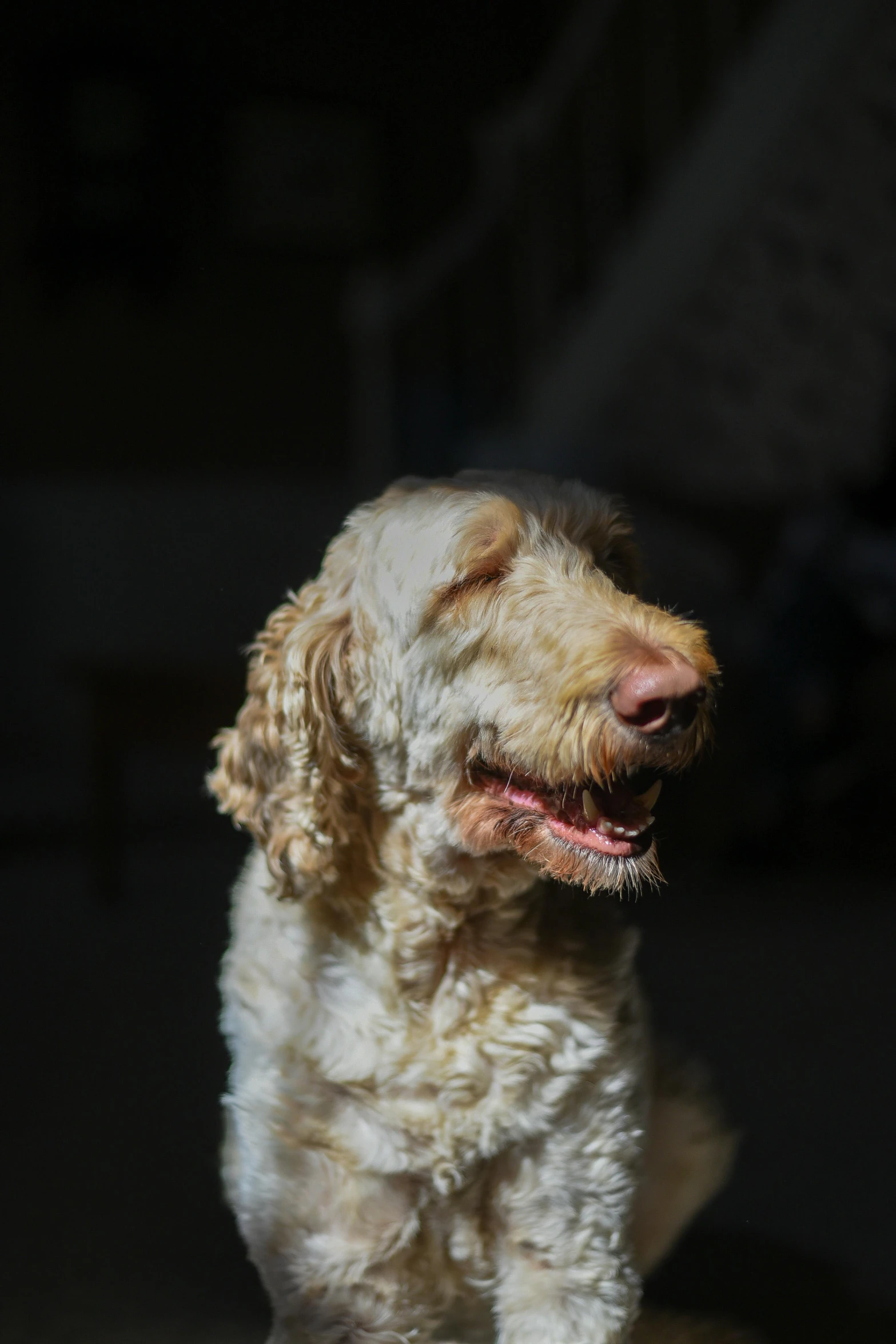 a brown and white dog sitting on top of a wooden table, a portrait, unsplash, sun beaming down on him, low quality photo, albino, with laser-like focus