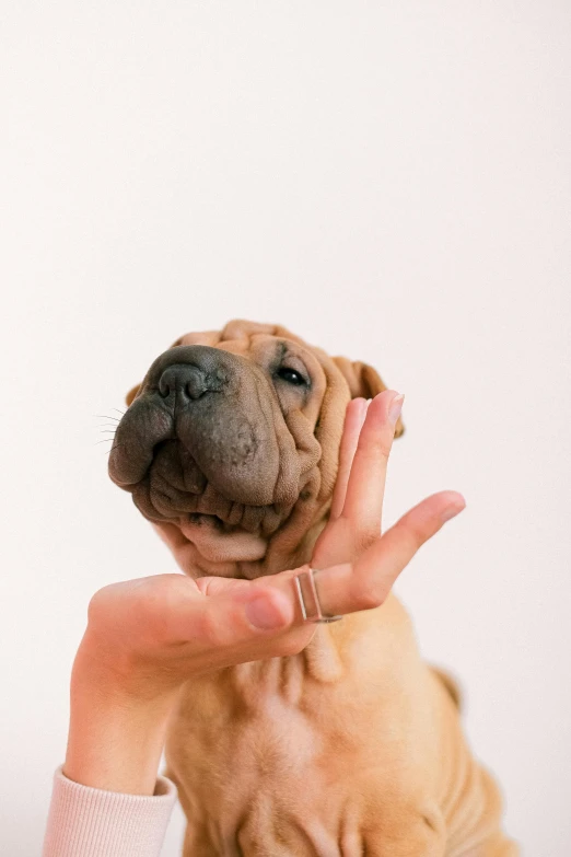 a small brown dog sitting on top of a person's hand, trending on unsplash, photorealism, dough sculpture, wrinkly forehead, clay animation, a blond