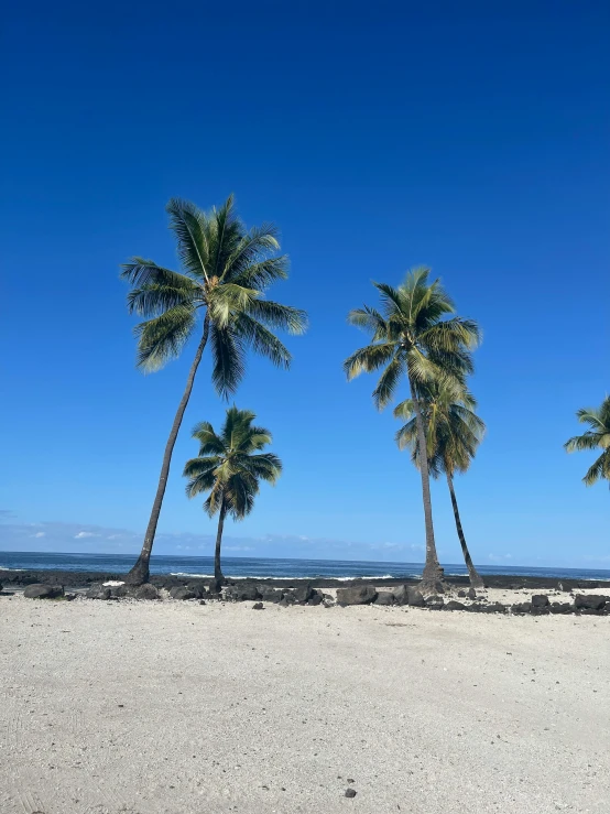 a group of palm trees sitting on top of a sandy beach, black sand, clear blue skies, plumeria, photo from 2022