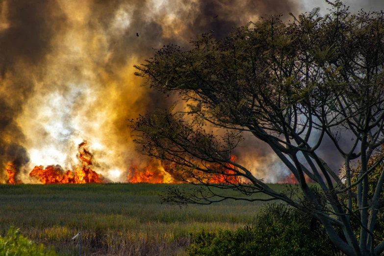 a fire that is in the middle of a field, by Carey Morris, pexels contest winner, hurufiyya, mangrove trees, profile image, marshes, slide show