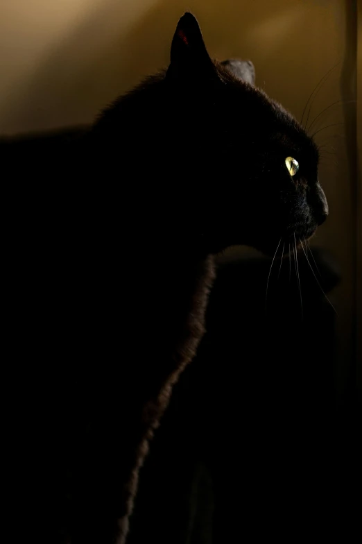 a black cat sitting on top of a couch next to a lamp, flickr, backlit face, close - up profile, ((portrait)), looking outside