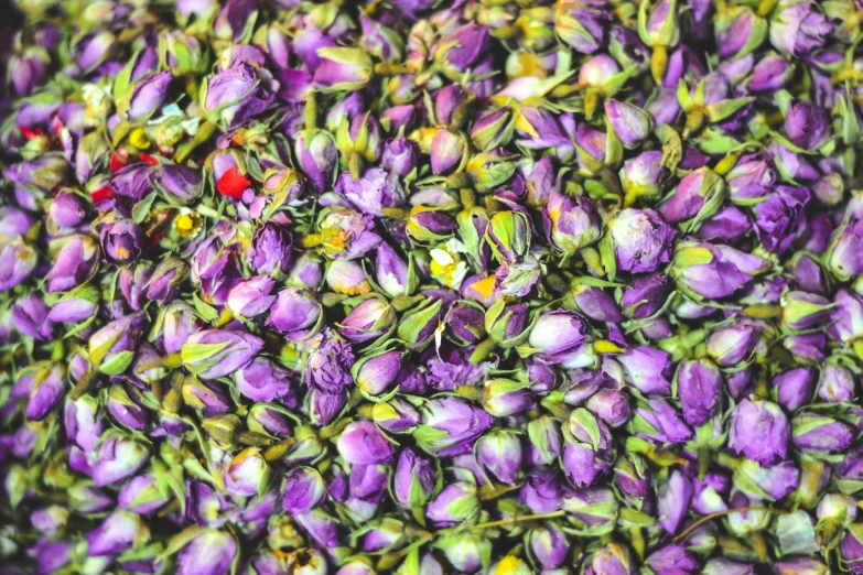 a close up of a bunch of purple flowers, pexels, process art, flower buds, made of flowers and fruit, egypt, flattened