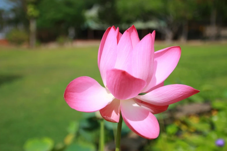 a pink flower sitting on top of a lush green field, lotus pond, exterior shot, the emerald herald in the garden, health spa and meditation center