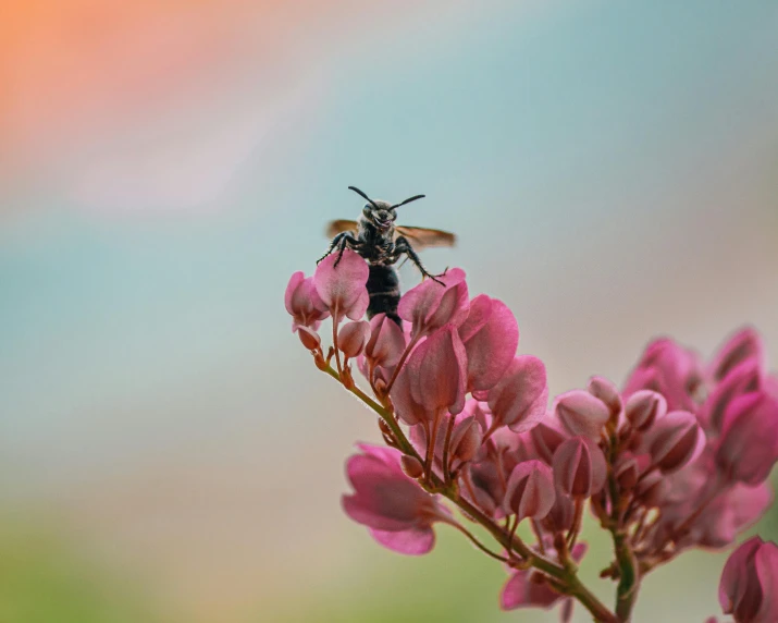 a bee sitting on top of a pink flower, by Jesper Knudsen, pexels contest winner, subtropical flowers and plants, desktop wallpaper, wasp, landscape photo