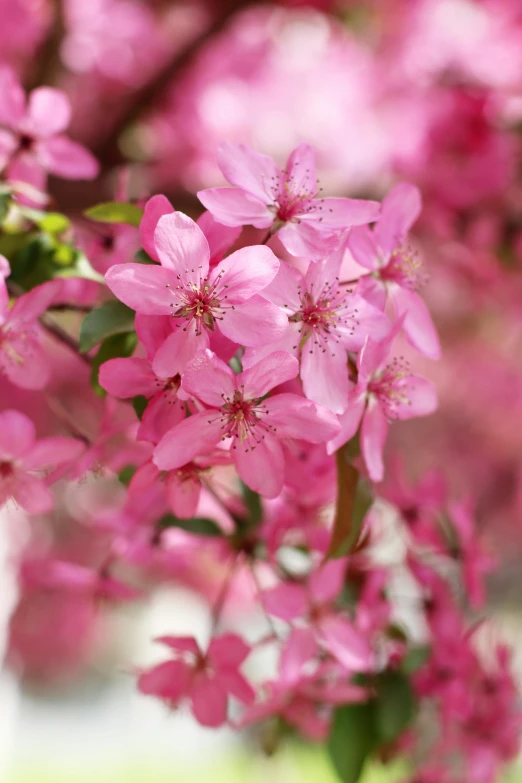 a close up of pink flowers on a tree, enduring