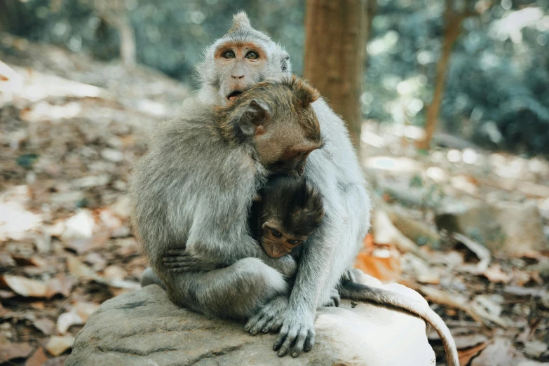 a couple of monkeys sitting on top of a rock, by Emma Andijewska, pexels contest winner, sumatraism, hugging each other, grey, australian, 🦩🪐🐞👩🏻🦳