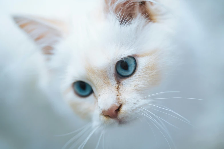 a close up of a white cat with blue eyes, a pastel, trending on unsplash, calico, high quality photo, low dof, hyper-realistic render