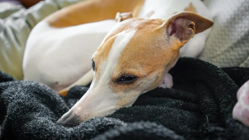 a brown and white dog laying on top of a blanket, inspired by Elke Vogelsang, trending on pexels, smooth intricate, two exhausted, australian, pepper