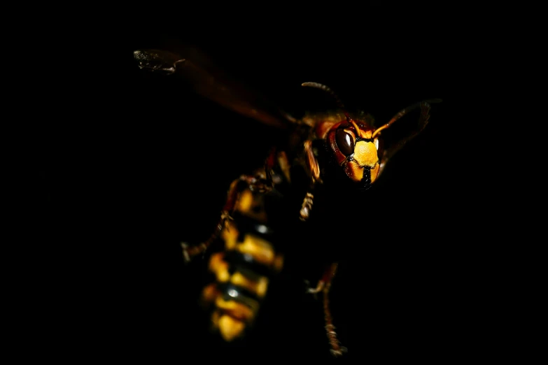 a close up of a wasp on a black background, pexels contest winner, threatening pose, hyperrealistic ”, album, 2 0 0 0's photo