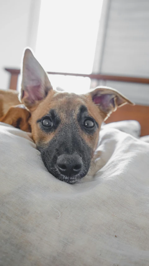 a brown and black dog laying on top of a bed, inspired by Elke Vogelsang, pexels, square, gif, puppy, ears