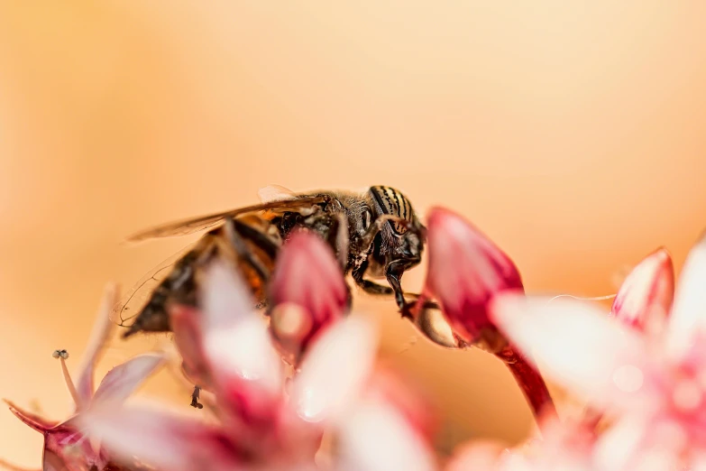 a close up of a bee on a flower, by Matthias Weischer, pexels contest winner, hurufiyya, brown and pink color scheme, having a snack, highly detailed ”, malika favre