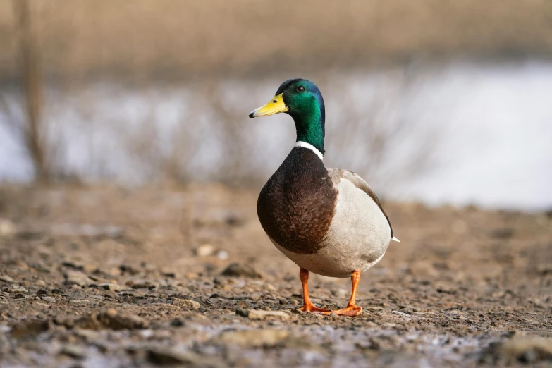a duck standing next to a body of water, trending on pexels, mallard (anas platyrhynchos), standing on rocky ground, paul barson, minn
