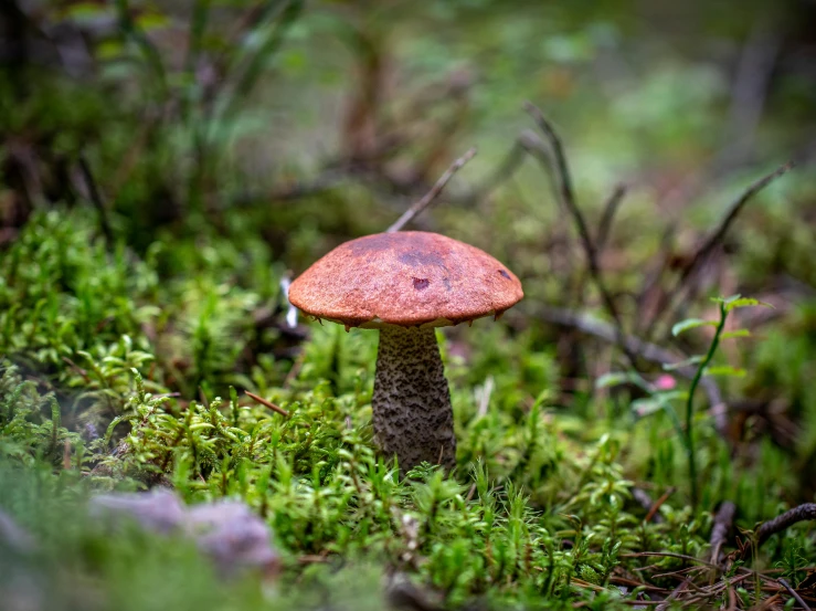 a mushroom sitting on top of a lush green forest, a macro photograph, by Jesper Knudsen, unsplash, renaissance, in an arctic forest, highly detailed 8k, forest floor, astri lohne